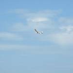 picture-0036
