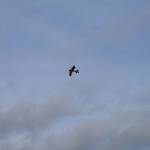 picture-0036