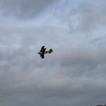 picture-0037