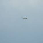 picture-0066